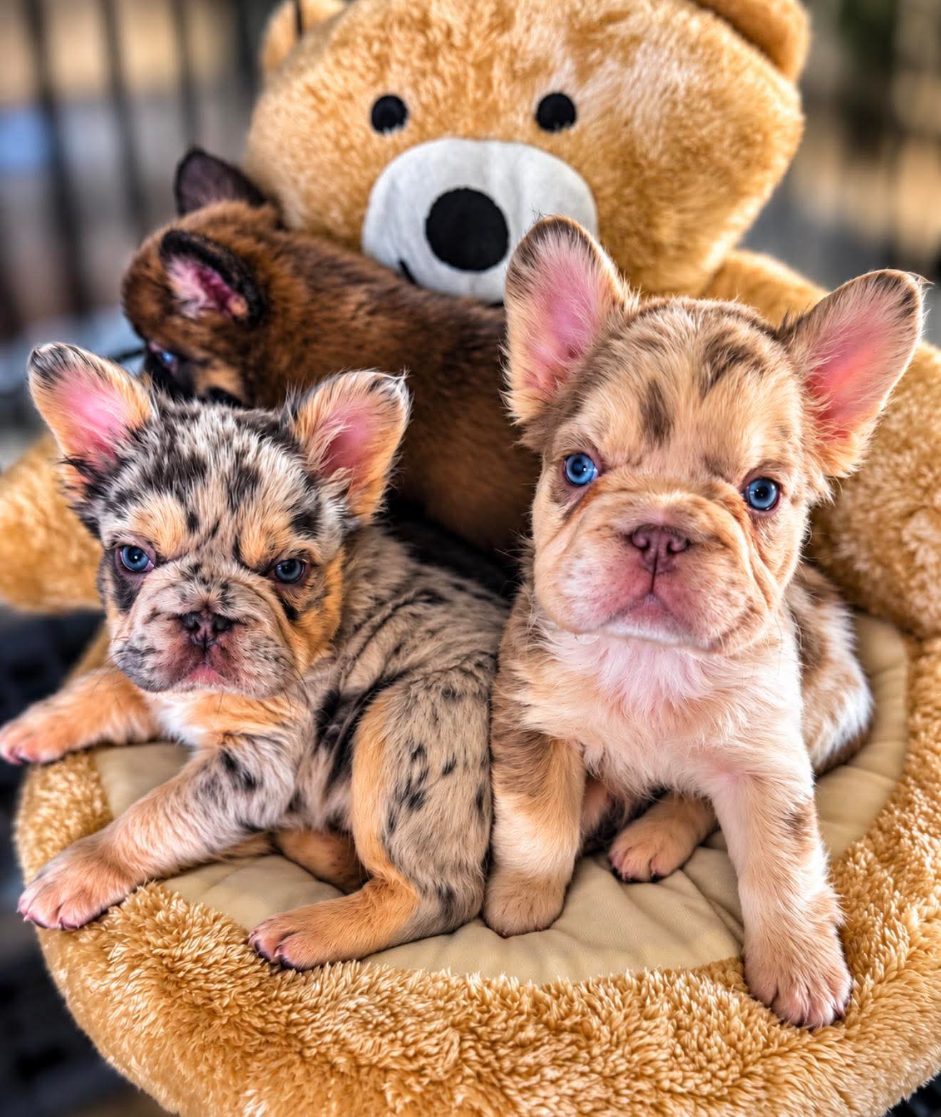 Our newest French Bulldog puppies sitting together on a teddy bear chair