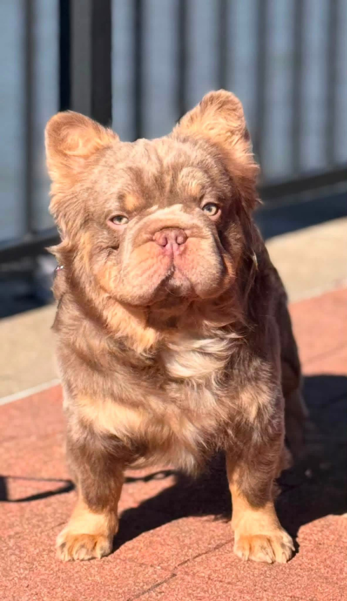 Druski — Masked Fluffy Isabella French Bulldog