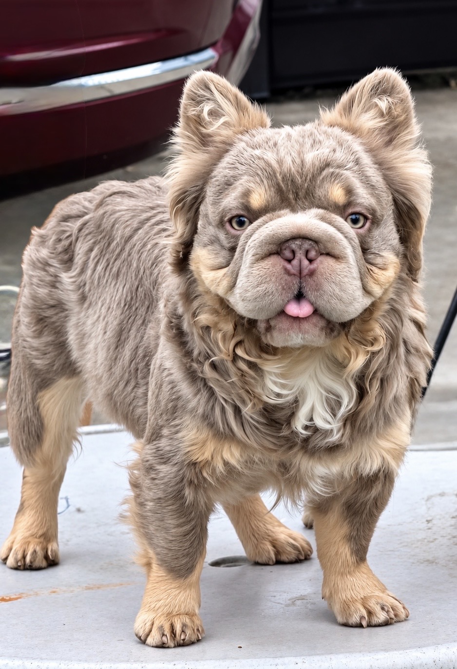 Druski — Isabella & Tan Fluffy Big Rope French Bulldog