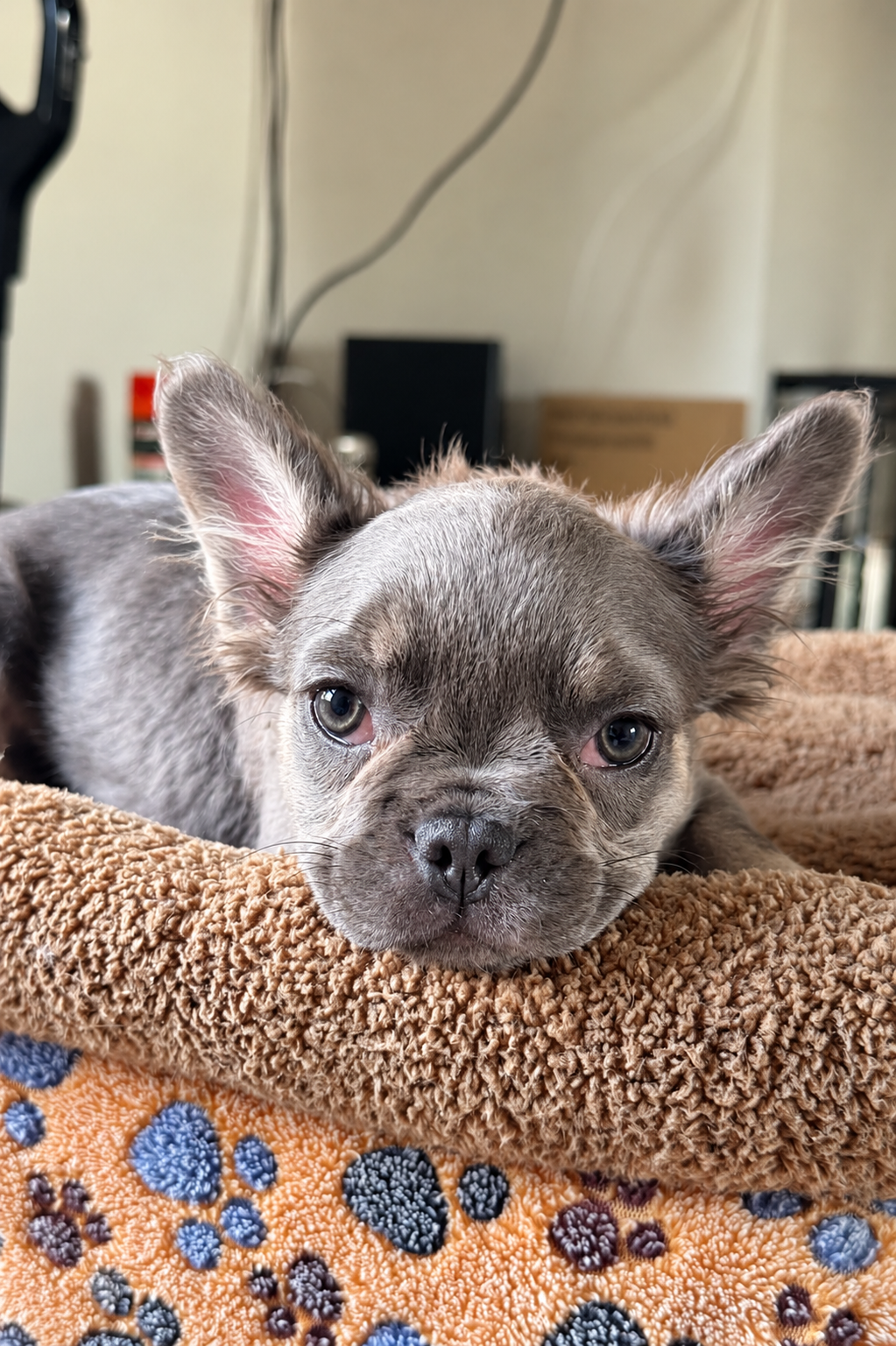 Available female French Bulldog puppy