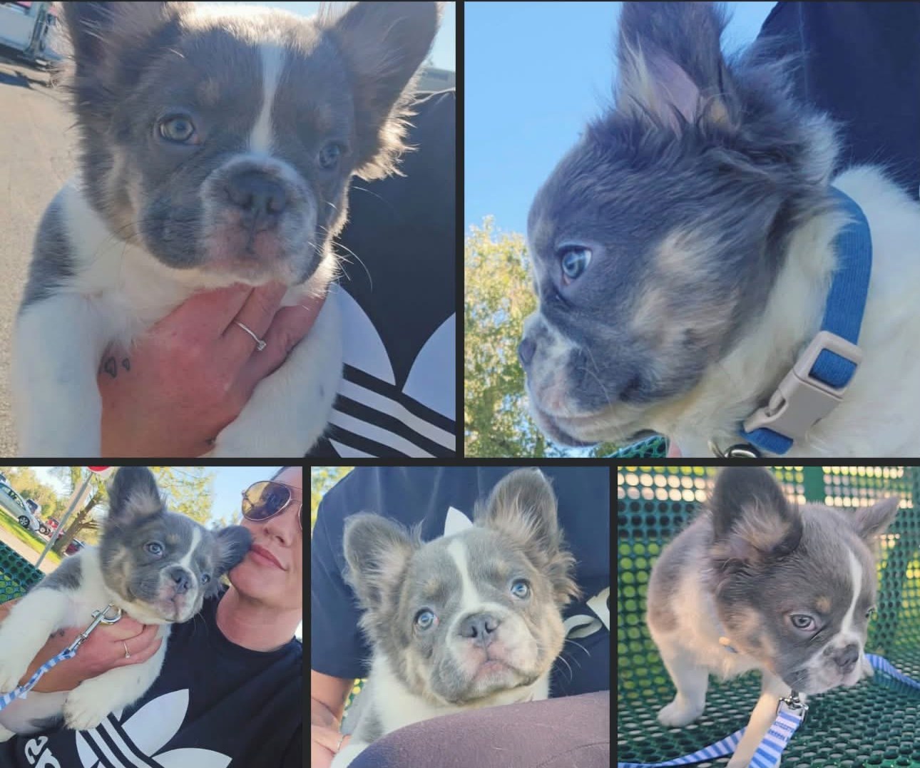 Dash, a blue and white fluffy French Bulldog puppy, shown in a five-photo collage with his new family