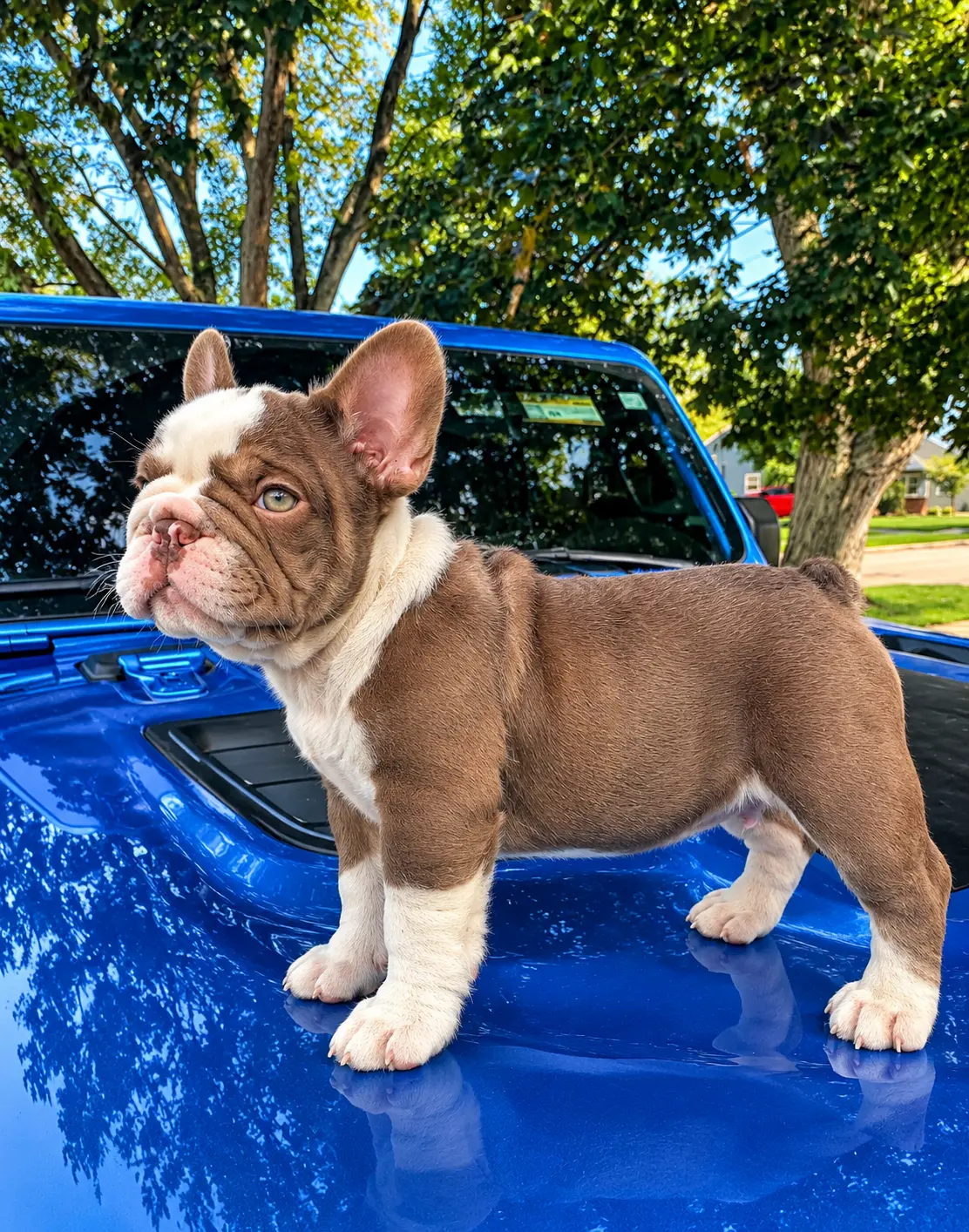 Nino Brown — Rojo Panda Big Rope French Bulldog
