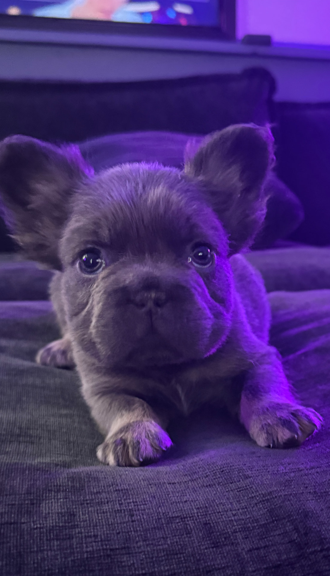Available male French Bulldog puppy