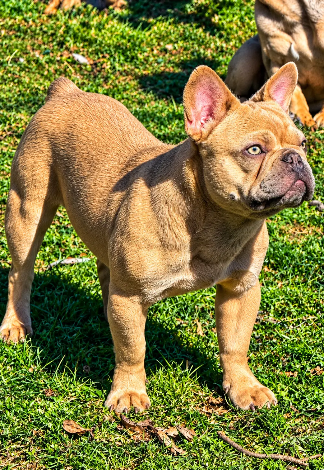 Jax — Solid Fluffy French Bulldog