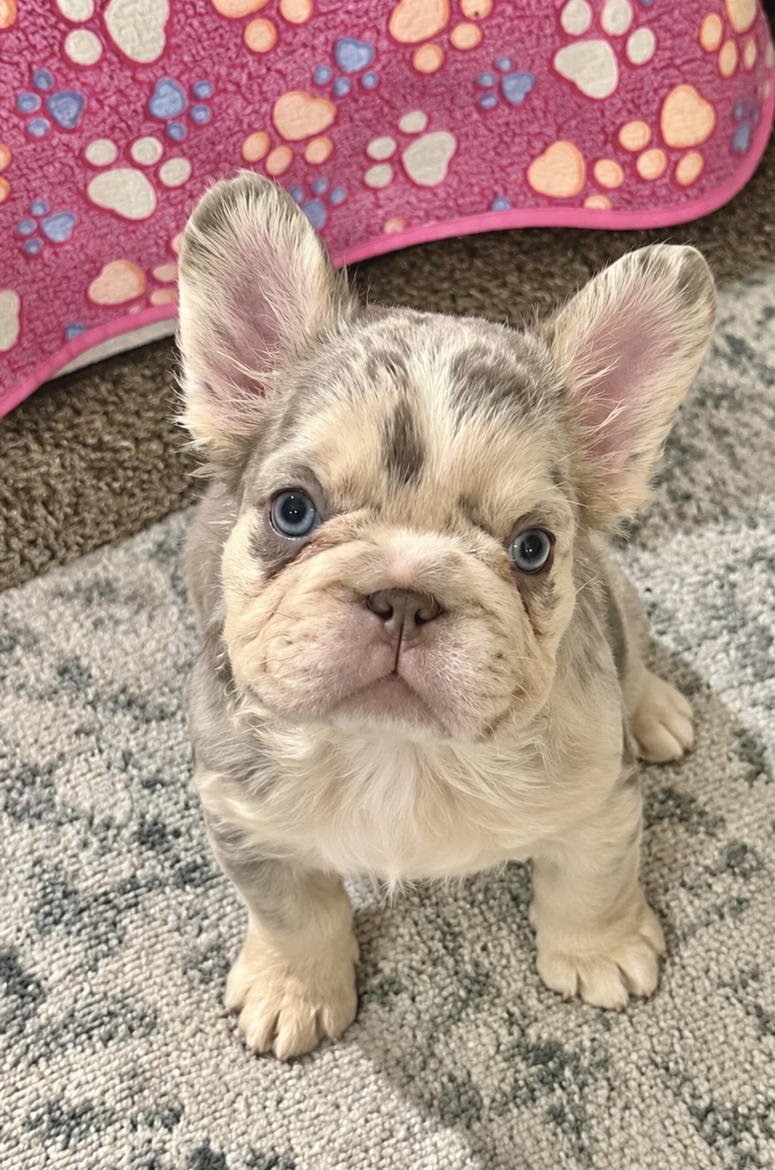 Nymeria — Isabella Fluffy Merle French Bulldog