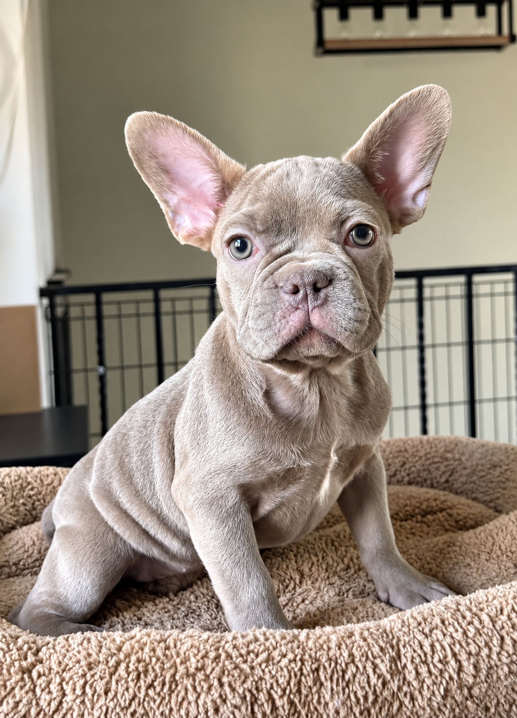 Available female French Bulldog puppy