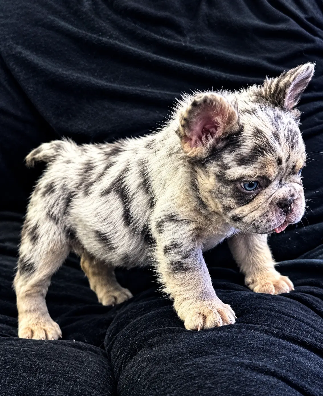 Reigna — Fluffy Lilac Merle French Bulldog