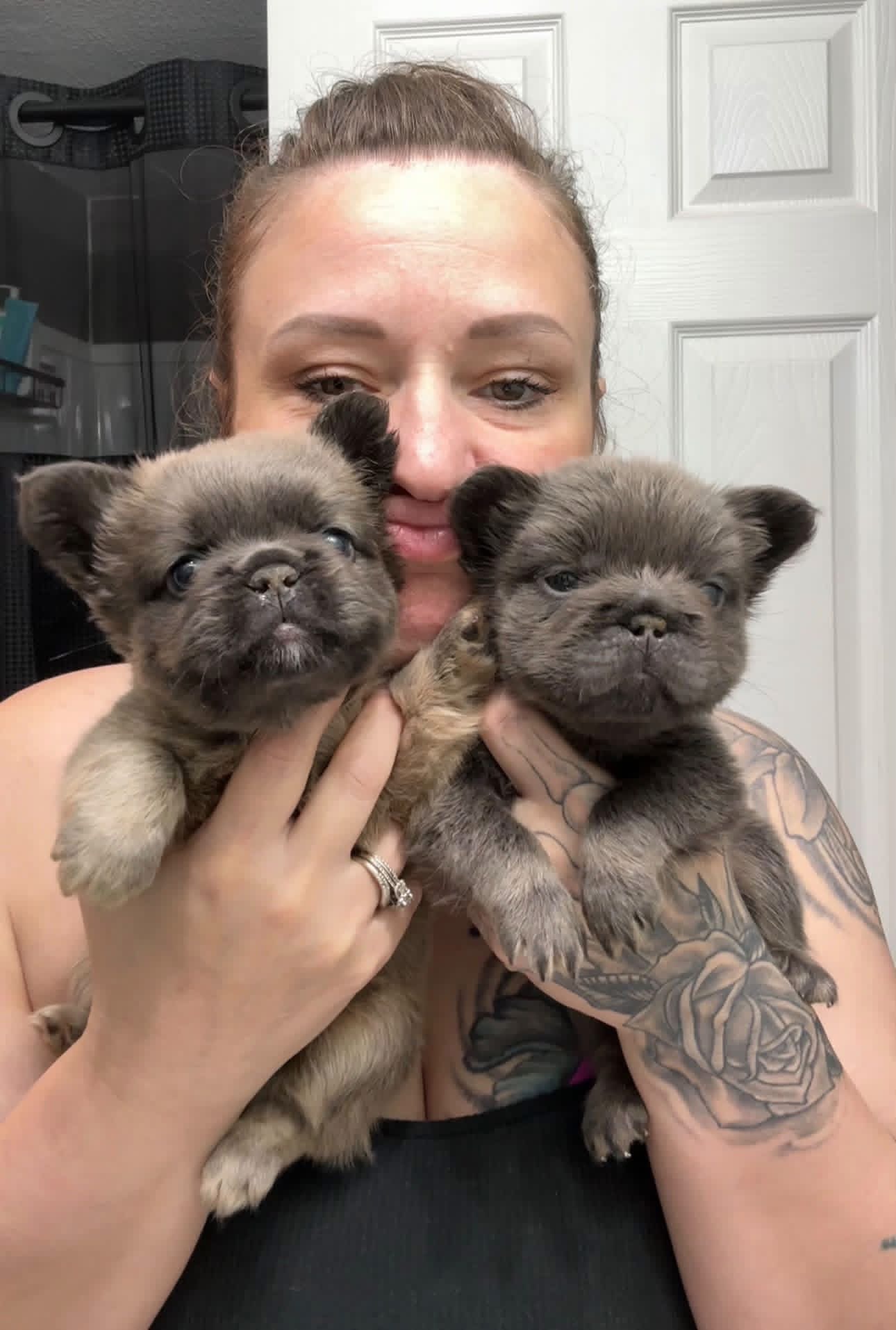 Couch Potato Frenchies whelping and puppy care