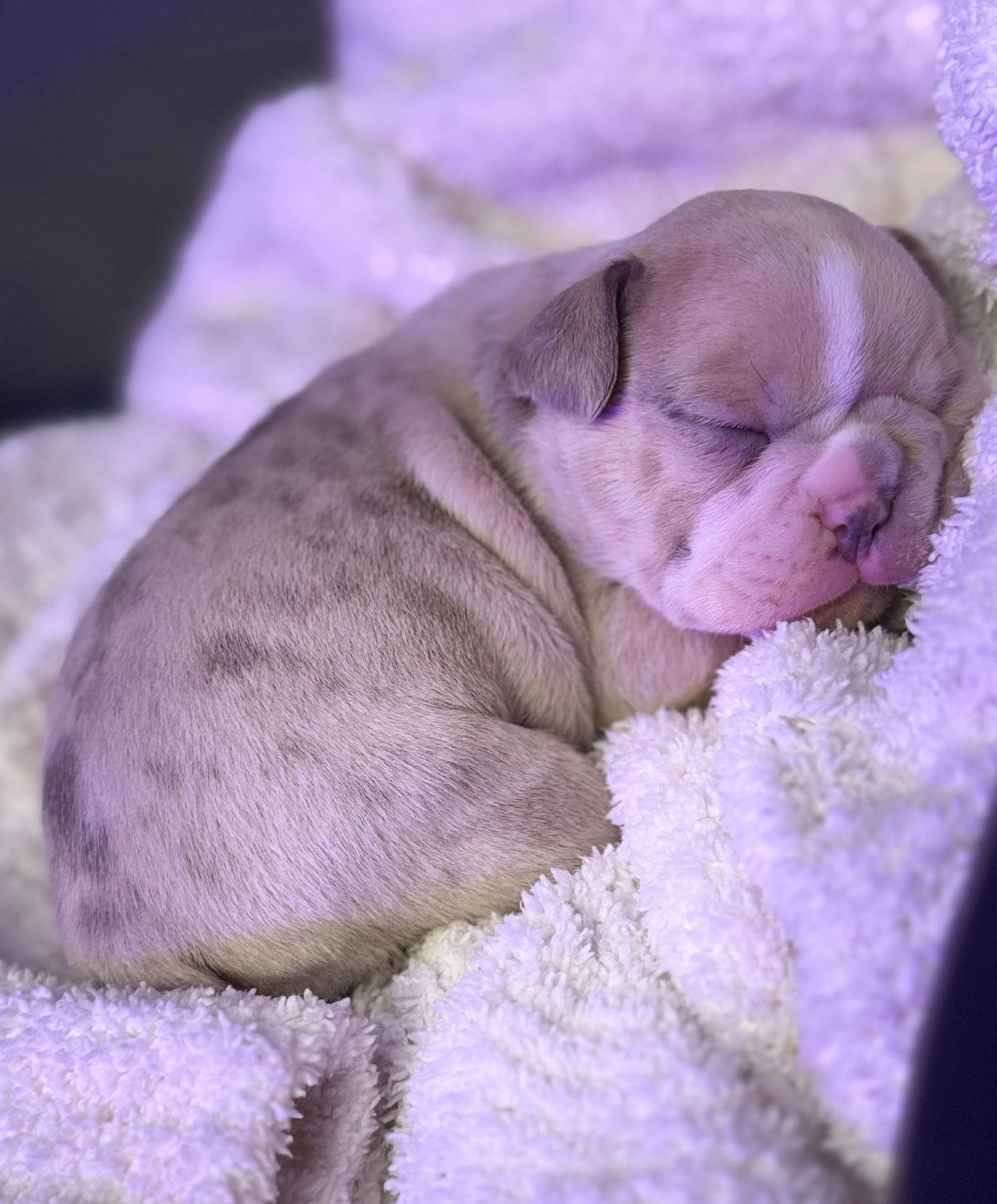 Dream, female French Bulldog puppy