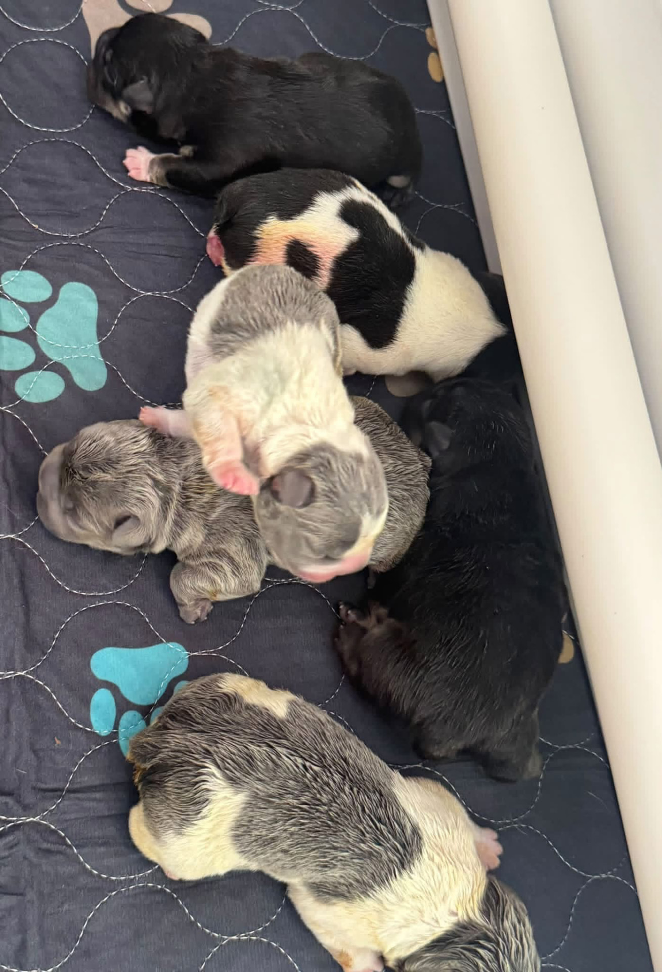 Couch Potato Frenchies whelping and puppy care