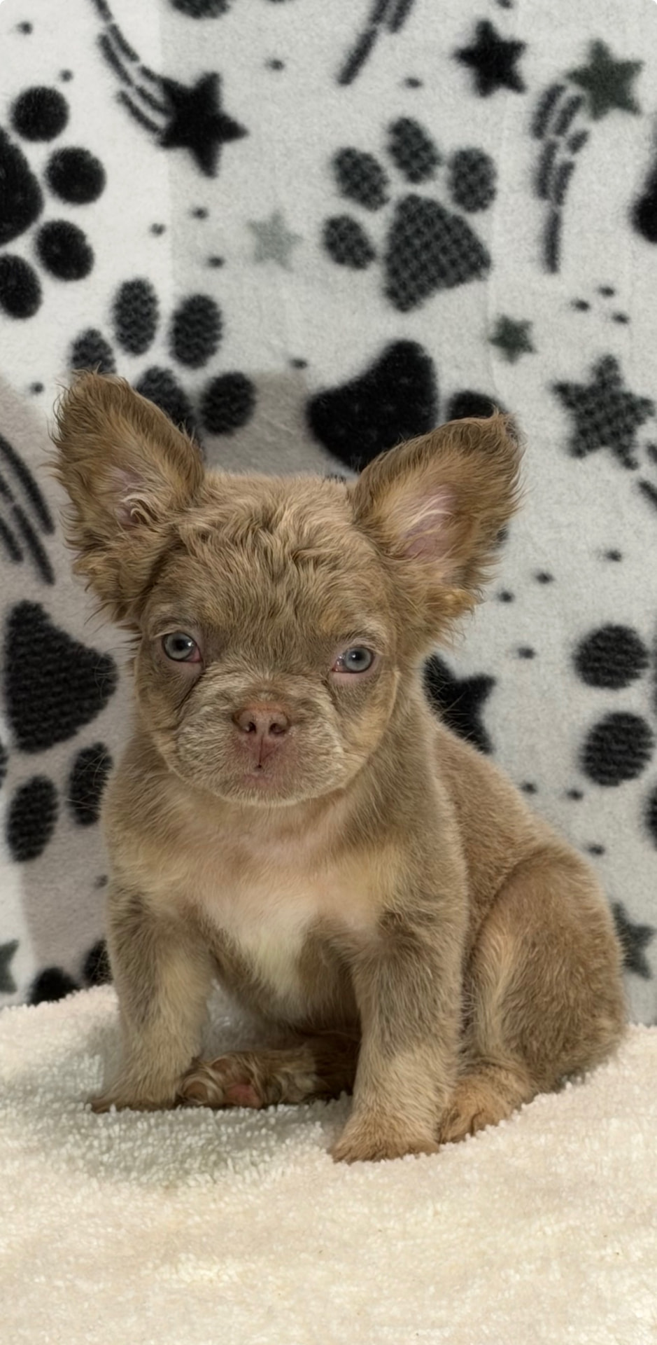 Available male French Bulldog puppy