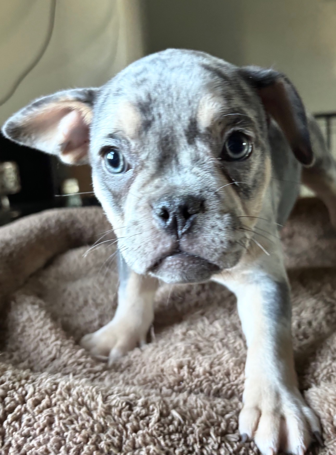 Available female French Bulldog puppy
