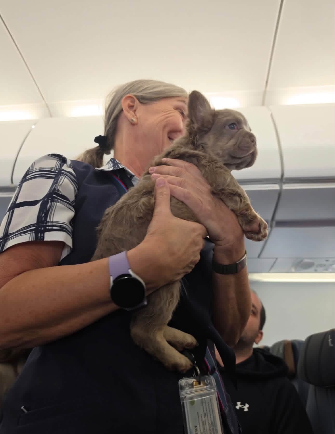 A fluffy French Bulldog puppy carried in an airplane cabin