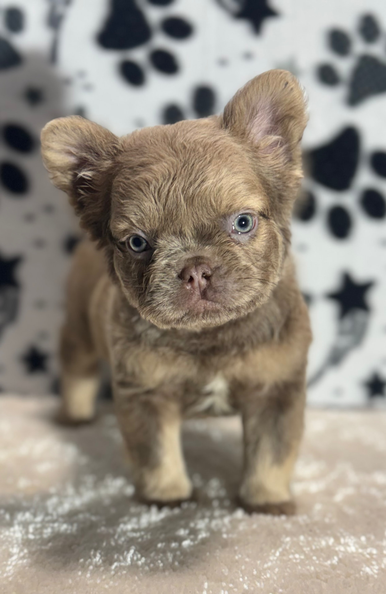 Available male French Bulldog puppy