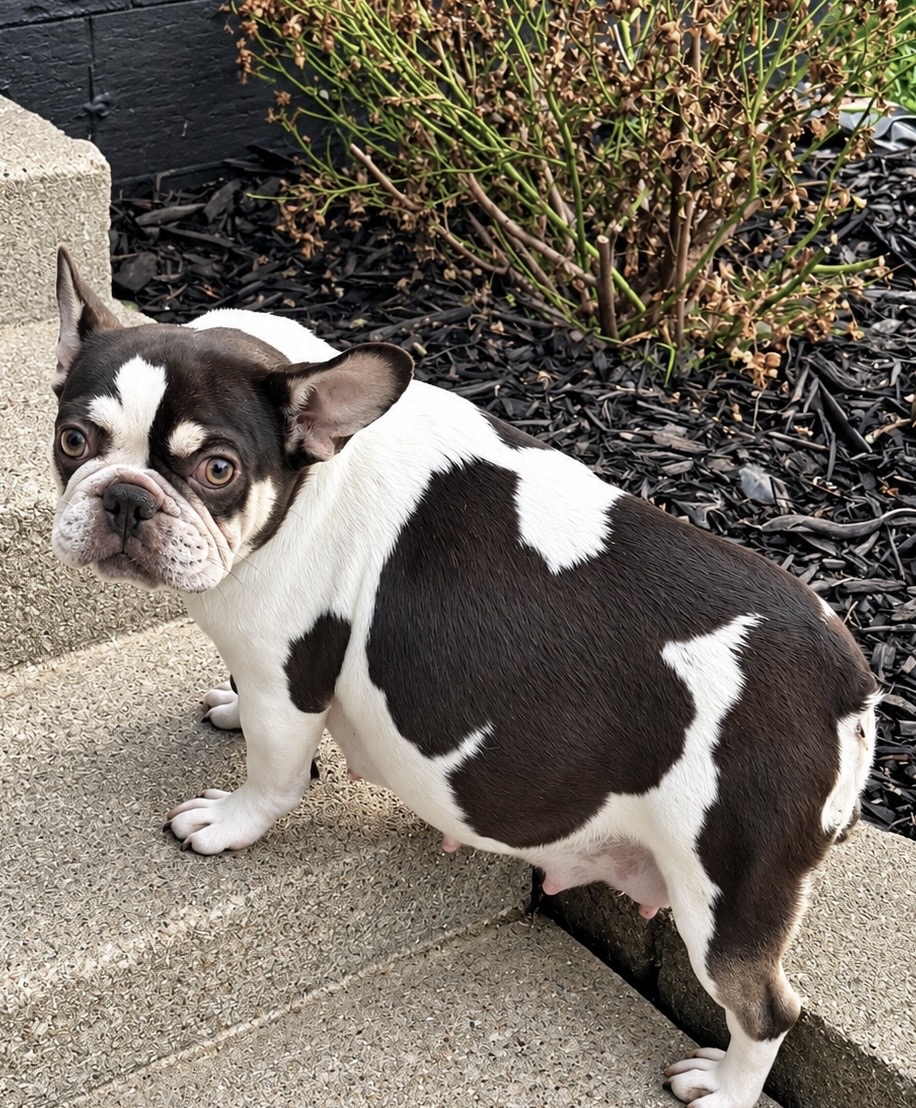 Mootz — Black & White Pied French Bulldog